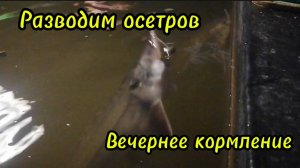 Разводим осетров. ОСОБИ БОЛЬШЕ КИЛОГРАММА.