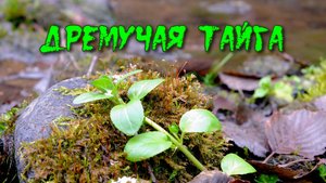 Дремучая тайга осень звуки природы