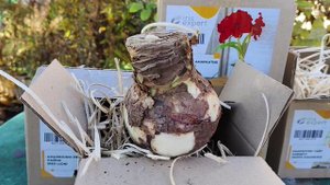 Амариллис/Гиппеаструм. Какие сорта луков я купила в этом году #амариллисы #гиппеаструм #луки #сорта