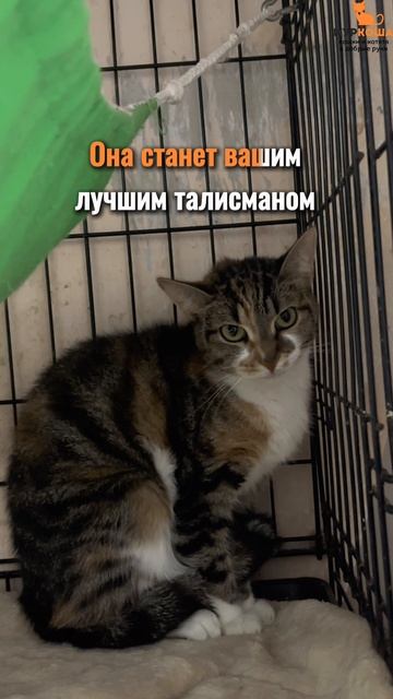 Медалька (уже дома)