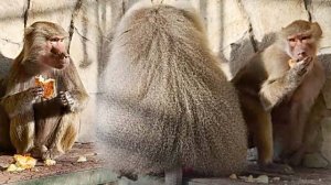 Люся РИСКОВАЯ! ПРИКРЫЛАСЬ Елисеем УВЕЛА у Лиды булку! Суровая жизнь Люси - платки ей больше не нужны