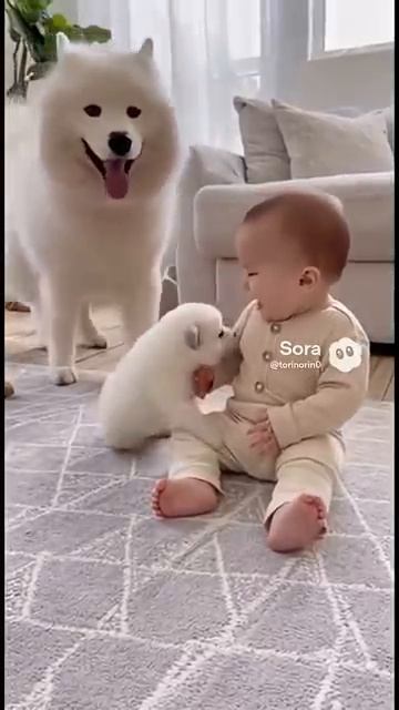 犬 赤ちゃん baby cute funny shortvideo [get.gt] смотреть онлайн
