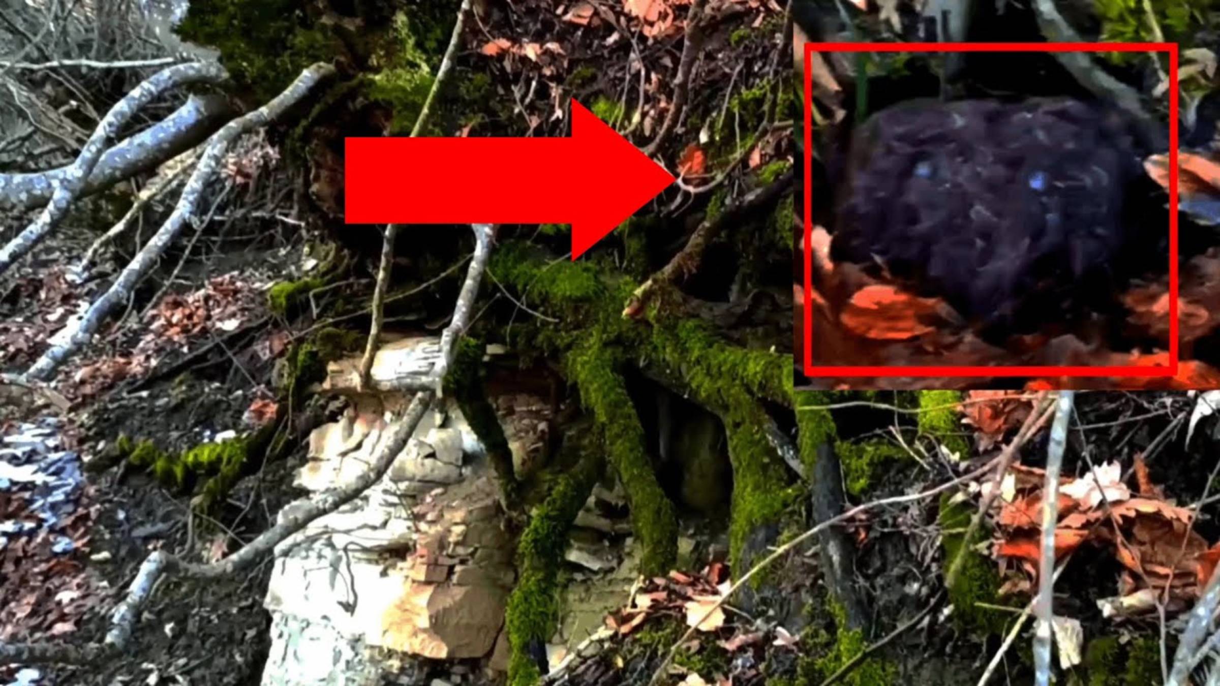 Жуткие видео! Встреча с чупакаброй или неизвестным существом смотреть онлайн