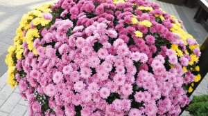 02=11=2025  ник  КРАСНОДАР   (65)