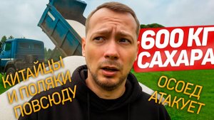 Почему мы не качаем мёд?/купили пол тонны сахара/лечим пчёл/осоед всех сожрал