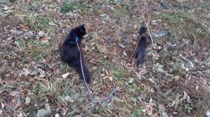 Тишка на дереве.