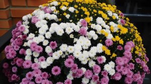 02=11=2025  ник  КРАСНОДАР   (77)