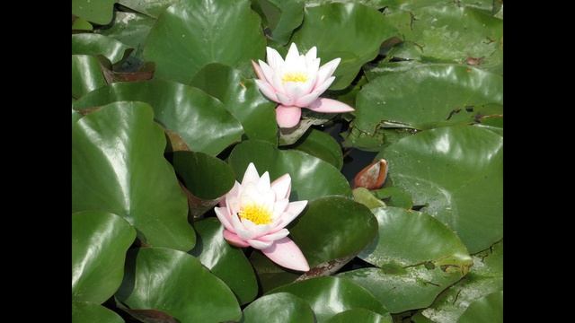 Rajec nad Svitavou  9 августа 2009