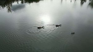 Золотая Осень. Два Гуся и Утка. Видео с Дрона. Природа