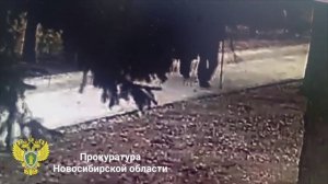 Дерево упало на пожилую пару в Новосибирске