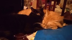 Рыжую больную кошу зажалею я ,  не брошу.Не болей,моя краса! Красивей ты,чем лиса!