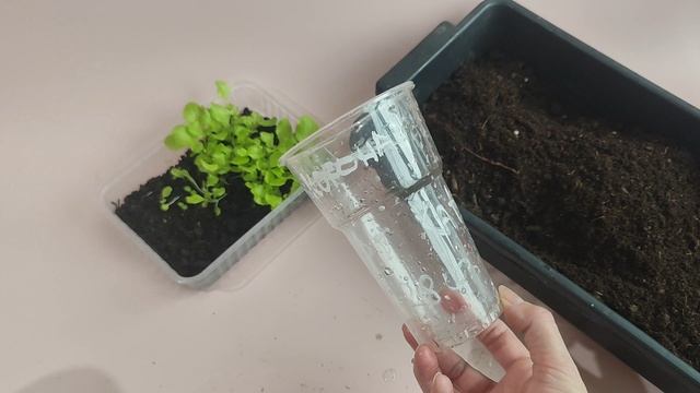 Огород на подоконнике. Выращиваем салат. смотреть онлайн