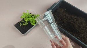 Огород на подоконнике. Выращиваем салат.