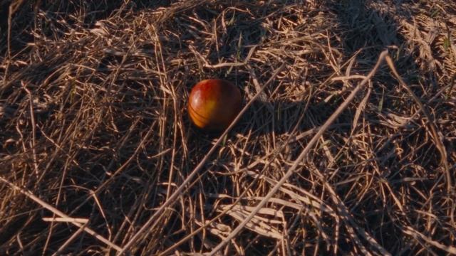 #46 Бозоны Хиггса - Птенчик