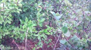 СНЯТО  ЭКШЕН КАМЕРОЙ  DIGMA 450 ДАЧНЫЕ ПРОСТОРЫ.