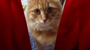 Бедный кот😓