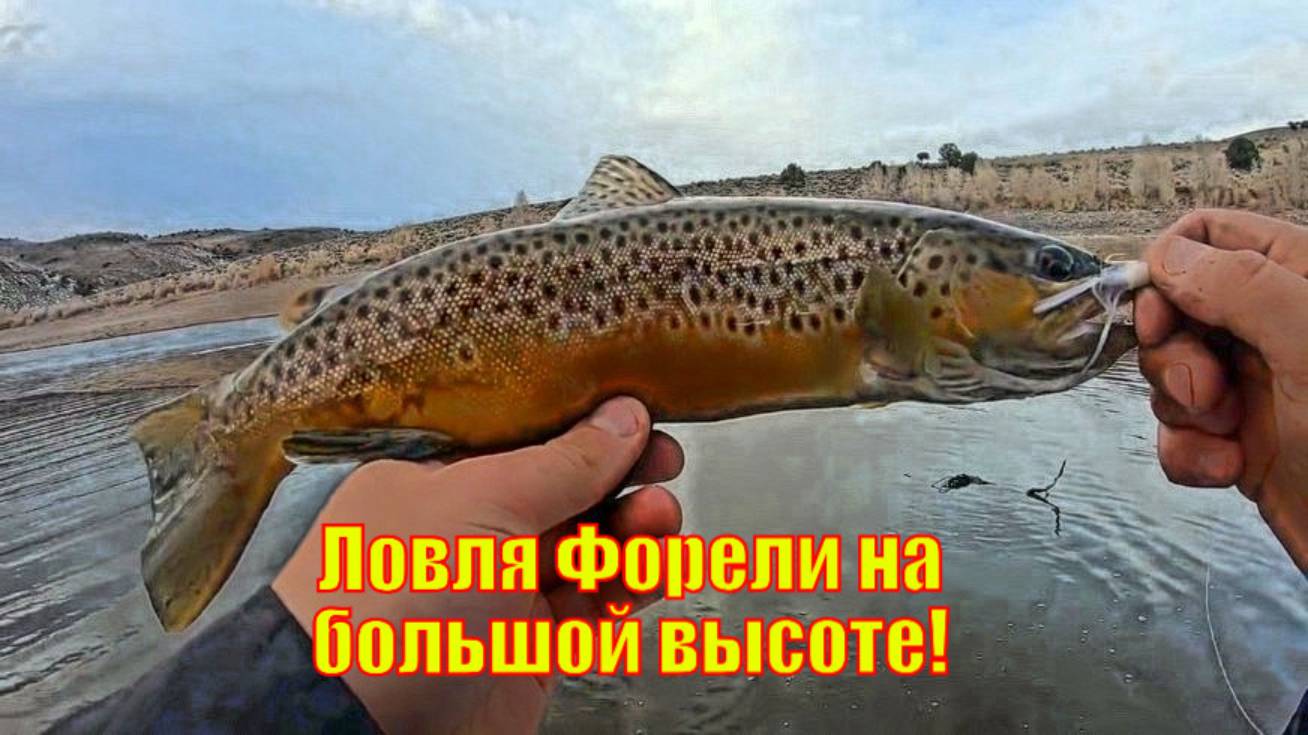 Ловля Форели на большой высоте!