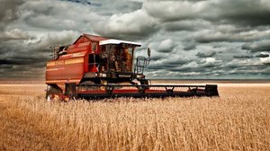 В начале осени ехал мимо полей и был зачарован красотой колосьев