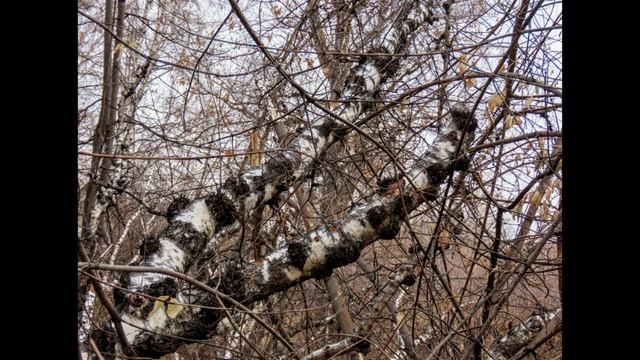 Трутовики - природные санитары леса!