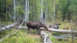 Лесной репортаж сняли специалисты Кологривского заповедника