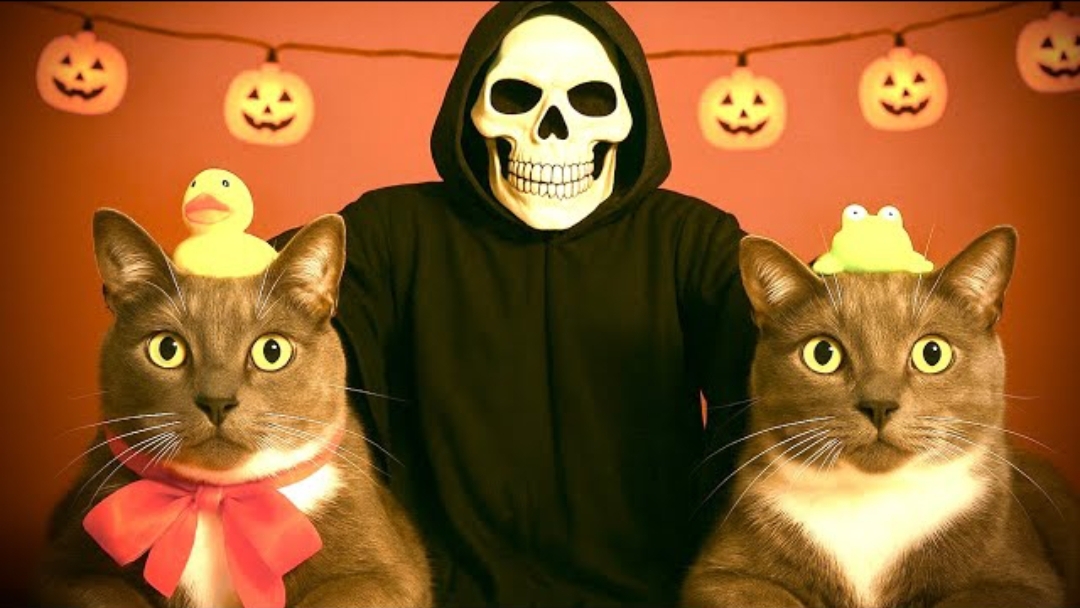 ЕСЛИ БЫ КОТИКИ ХОДИЛИ В ШКОЛУ - ПРАНКИ НАД УЧЕНИКАМИ НА ХЭЛЛОУИН смотреть онлайн