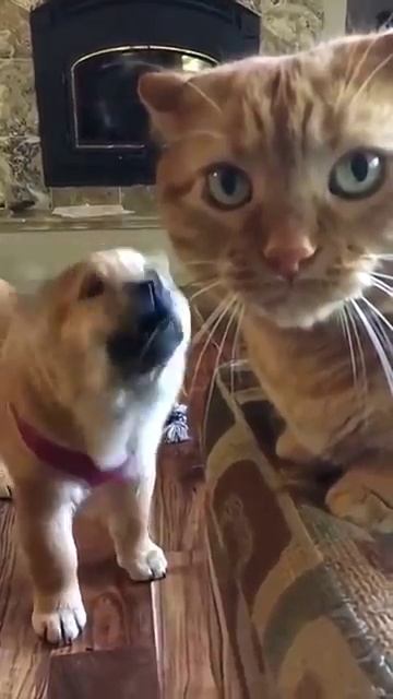 cat funny videos try not to laugh cat funny funnyanimals shortsfeed [get.gt] смотреть онлайн