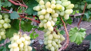 Виноград Лора