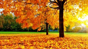 ЗОЛОТАЯ ОСЕНЬ