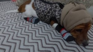 Джек - рассел-терьер.Обновки Майлы . Забастовка. Майла в гостях