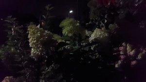 29,08,2025.🌸🌸🌸Гортензии как великаны🌸🌸🌸