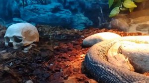 Челябинск. Зоопарк. Рептилии. Кого видно. Жалко