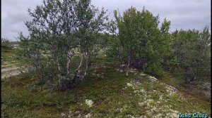 Северные сопки