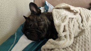 Крашик отсыпается