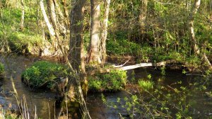 Весна на ручье