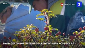 На набережной Примирения выполнили обрезку роз