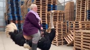 Поддоны от компании ООО "Вектор"