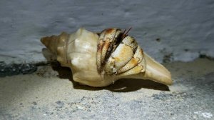 Два вида раков-отшельников с Мадагаскара