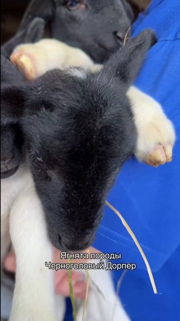 Дорперы смотреть онлайн