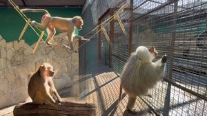 Елисей оберегает Люсю, защищает от макак! Лида испугалась вертолета! Феня жалуется на нас Вене!