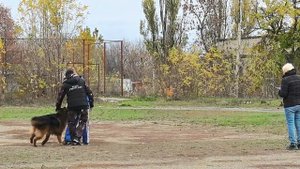 1 Отл. КЧК Леруа Мадлен МАЙБАХ +++ №29. ШАХТЫ 3 ноября`25 Моно немецких овчарок