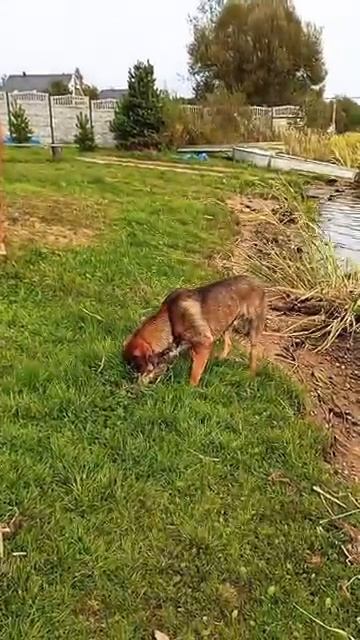как Злата так и Джек повторюшка жизньзагородом horse жизньвдеревне лошади собака [get.gt] смотреть онлайн