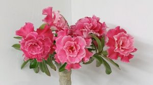 Нежнейший сорт Camellia(Камелия)