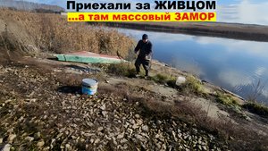 ⚡️Приехали за Живцом - а там ЗАМОР🔥 куча мёртвых карасиков - мальков !!! Рыбалка Осенью - 2025 !!!