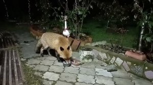 (1158) Лиса приходит в гости. Ноябрь 2025