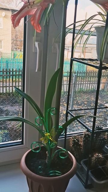 shorts Что делать чтобы Гиппеаструм зацвёл.