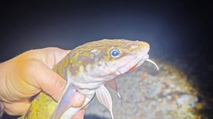 Волжский налим! Вечерняя рыбалка на донки подарила краснокнижную рыбу!