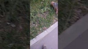 Мы идём гулять с собакой! | 3-ноя-2025