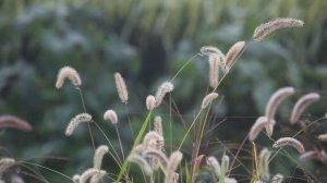 доброе утро