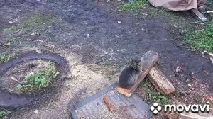 затопили баню и гуляем на улице