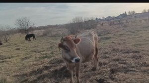 Сепарирую молоко/Коровы гуляют/ Мы с дочей готовим/ жизнь в деревне.